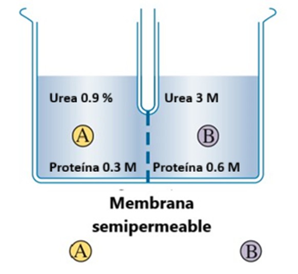 Sistema 3 con membrana semipermeable entre A y B