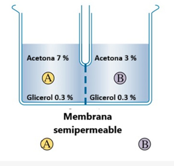Sistema 4 con acetona y glicerol entre compartimientos A y B