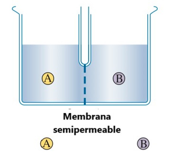 Sistema A y B con membrana semipermeable