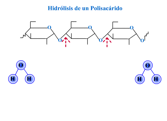 Hidrólisis